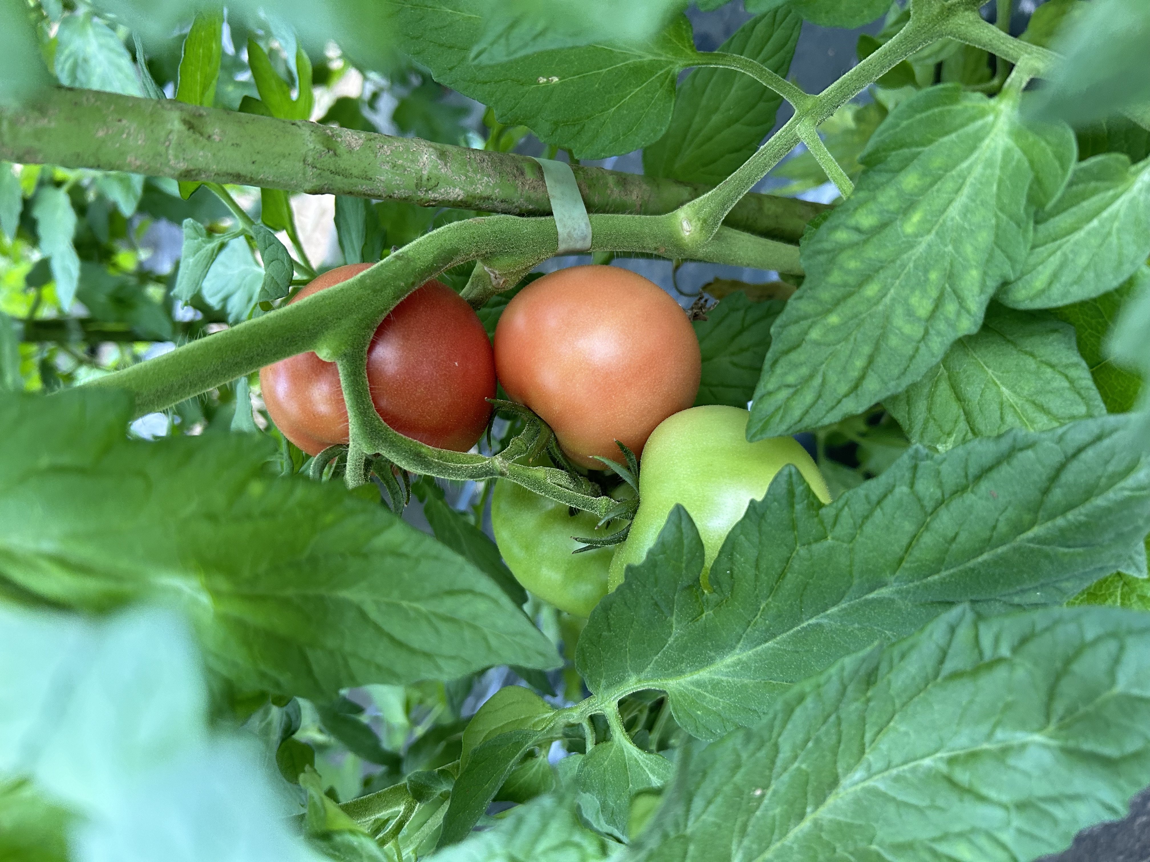 トマトが真っ赤に熟してきました！ - 飛騨高山の有機トマトなら畑田農園